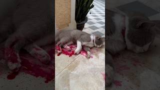 Download lagu My cat is hurt 🩸😭😿 #cat #pets #animals #shorts mp3 Download lagu My cat is hurt 🩸😭😿 #cat #pets #animals #shorts mp3