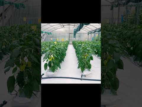 KynoPonix from Kynoch Fertilizer #hydroponics #kynoponix #agriculture #sustainablefarming