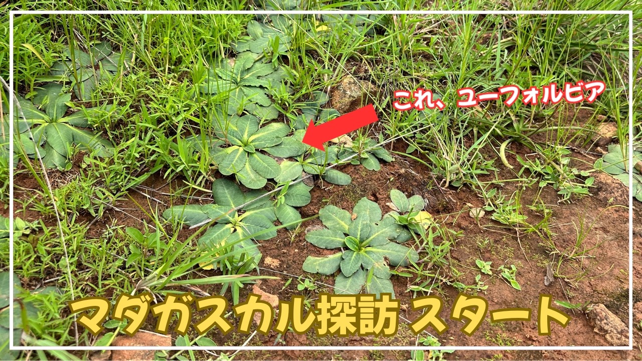 塊根植物を探しにマダガスカルに着へ！さっそく自生地へ向かう｜ ユーフォルビア・パキポディウム