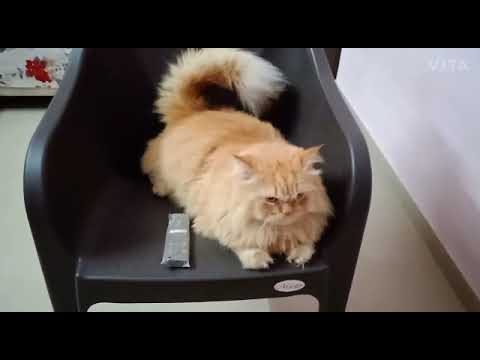 Mark Ronson -Uptown Funk ( Covered by Cat's ) ft. Bruno Mars | Shaikh firdous