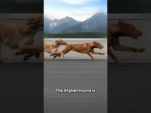 The Fastest Dog Breeds Ever