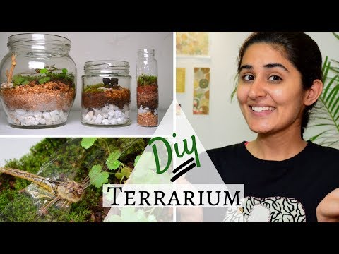 How to Make a Terrarium for Free 💚