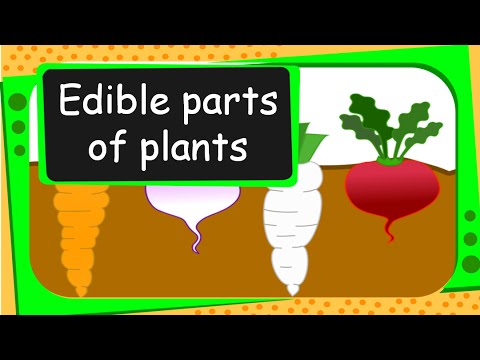 download lagu mp3 mp4 What Are Edible Roots, download lagu What Are Edible Roots gratis, unduh video klip What Are Edible Roots