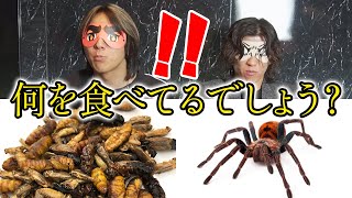 【閲覧注意】目隠し食べもの当てゲームで巨大クモ食わせてみたら「〇〇」って答えた！