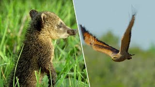 Young Coati vs Hawk | Wild Brazil | BBC Earth