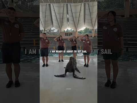 I LOVE SEA LIONS 😭❤️ #spongebob #dance #sealions @ruuthay(TIKTOK)