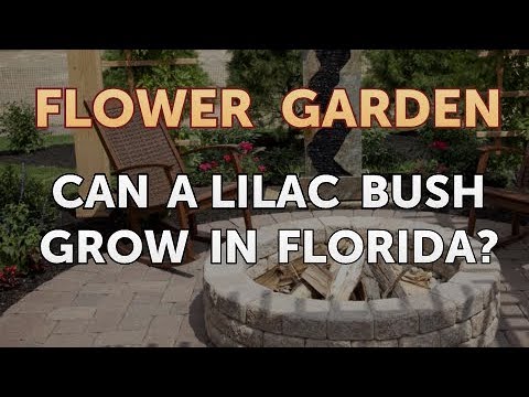 download lagu mp3 mp4 Purple Flowering Bush Florida, download lagu Purple Flowering Bush Florida gratis, unduh video klip Purple Flowering Bush Florida