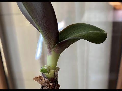 Come Recuperare Un'Orchidea Senza Radici