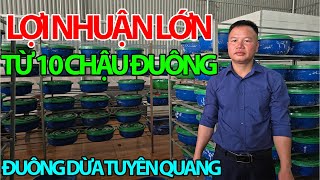 The Most Popular Model in 2025: Huge Profits With Only 10 Pots - Tuyen Quang Coconut Worm Farm
