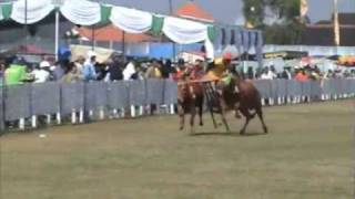 preview picture of video 'Bull Race Ceremony - Madura - East Java'