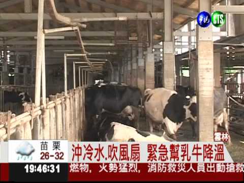 熱到沒食慾! 乳牛泌乳量減2成