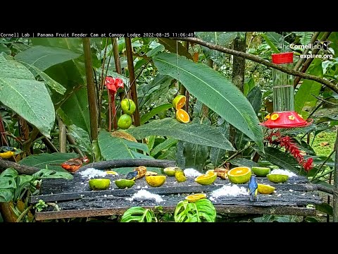 Thick-billed Euphonias Congregate With Colorful Tanagers At Panama Fruit Feeders – Aug. 25, 2022