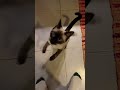 Siamese cat meows like crazy 😝 🐈‍⬛😺😅 #subscribe #like #cat #siam #angry #crazy