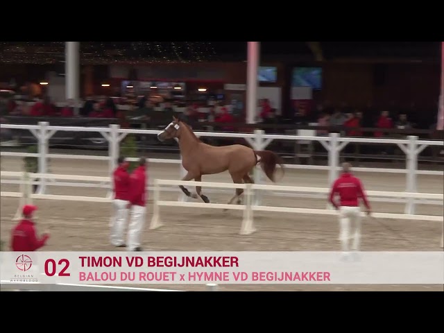 TIMON VD BEGIJNAKKER