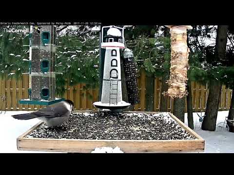 Gray Jays Make A Pit Stop In Ontario – Nov. 20, 2017