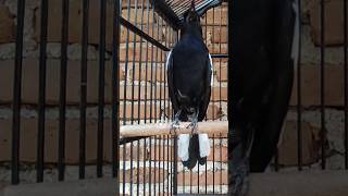 Download lagu MASTERAN KACER ISIAN BURUNG ELANG😱 #kacergacor mp3 Download lagu MASTERAN KACER ISIAN BURUNG ELANG😱 #kacergacor mp3