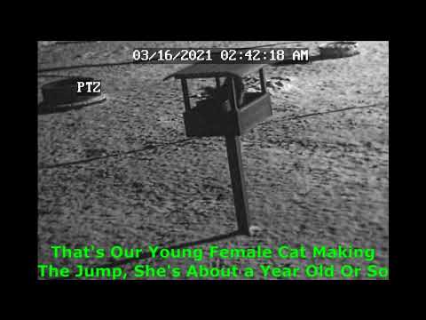 Cats Using Raised Feeding Station - Security Camera Footage