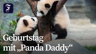 Hongkongs erste Panda-Zwillinge werden ein Jahr alt