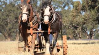 preview picture of video 'Barellan Clydesdales & Heavy Horses 2012'