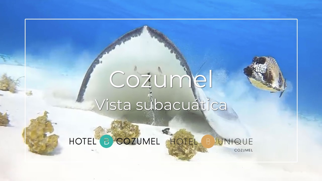 Live webcam view of Cozumel Underwater Reef Cam