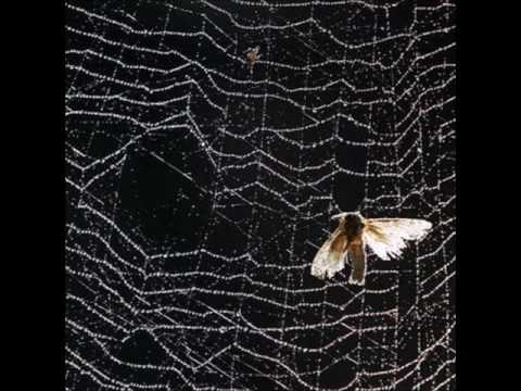 Illfigure - Moth Caught In The Web