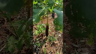 Download lagu Some of the eggplants haven't been harvested yet #shortvideo mp3