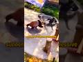 Panda Attack: Zookeeper's Incredible Escape