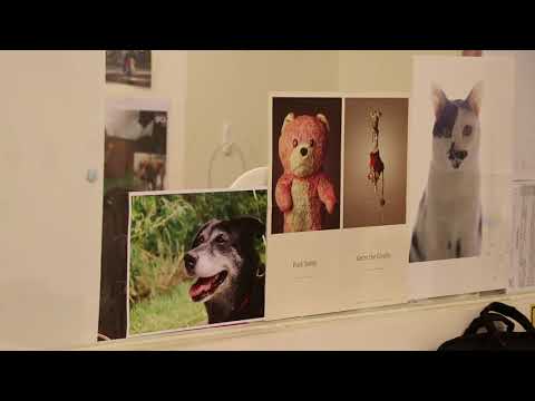 台灣防止虐待動物協會 幫助牠們遠離苦痛