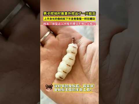 Man accidentally digs up an ant queen; top looks like an ant, bottom wiggles like a silkworm. Net...