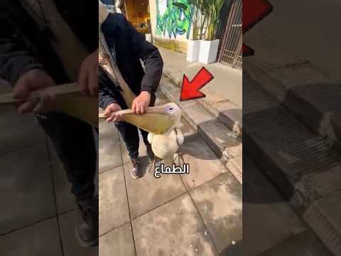 هذا الطير يحاول ياكل أي شيء❗