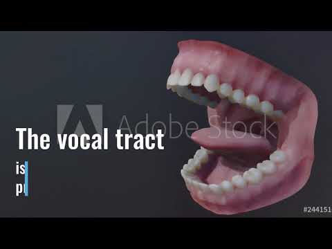 Source-filter theory