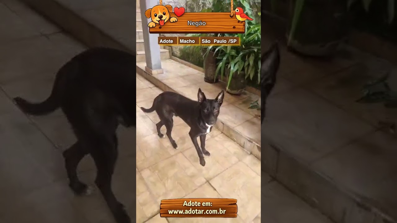 Cachorro raça SRD-ViraLata idade 1 ano nome Negão 