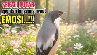 Download lagu Suara Pancingan Cendet Gacor Toet Toet Hanya Sekali Putar Spontan Bikin Cendet Lain Nyaut Emosi mp3 Download lagu Suara Pancingan Cendet Gacor Toet Toet Hanya Sekali Putar Spontan Bikin Cendet Lain Nyaut Emosi mp3