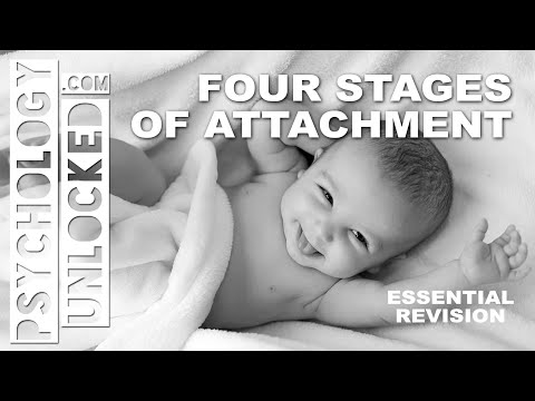 Four Stages of Attachment (John Bowlby) - Attachment - Psychology Revision Tool