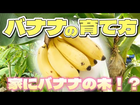 バナナの木が喉が渇いているかどうかはどうやってわかりますか?水やりのポイント  庭園