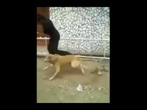 dog funny clip