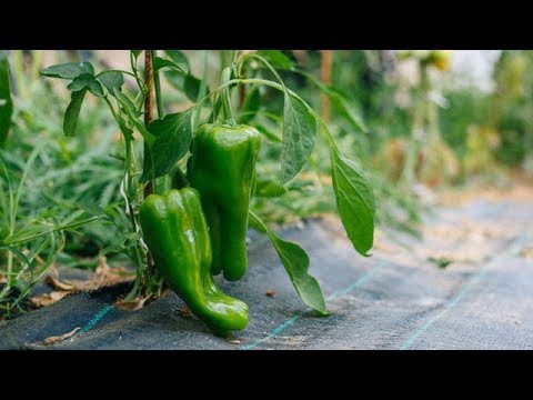 , title : '✅ 6 μυστικά για καλλιέργεια πιπεριάς'