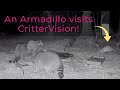 An armadillo visits CritterVision!