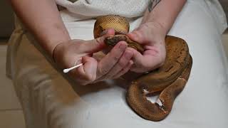 How to check and treat Respiratory infections in snakes