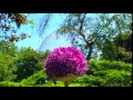 Fleur et Biosphère - Banque d'images Marc ONANA Films
