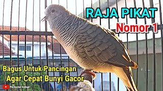 Download lagu Perkutut Lokal Gacor Suara Besar Istimewa Pancingan Burung Perkutut Paling Ampuh Agar Cepat Bunyi mp3 Download lagu Perkutut Lokal Gacor Suara Besar Istimewa Pancingan Burung Perkutut Paling Ampuh Agar Cepat Bunyi mp3