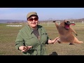 Duck Beaver Platypus
