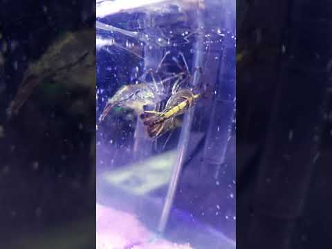 Camarão que dorme a onda leva...