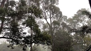 Download lagu terjebak hujan di pondok kebun durian mp3