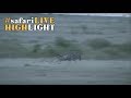 Cheetahs Specialise In Hunting Wildebeest