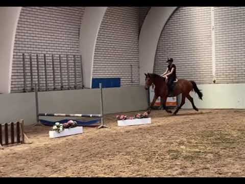 3yo Iglesias van ‘t Winkenshof Z