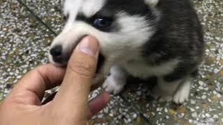How to check that your Husky Puppy is Original,Hindi Review of Siberian Husky #husky #hindireview
