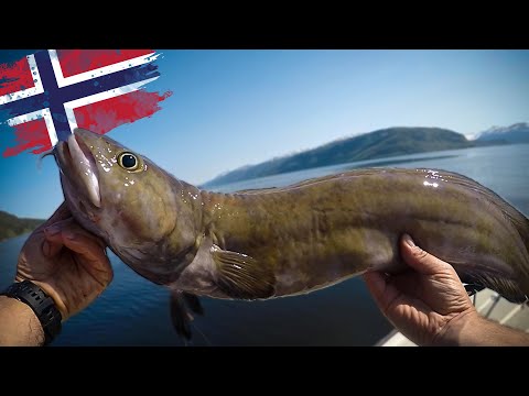 Unglaubliche Fischvielfalt im Sommer in Süd-Norwegen