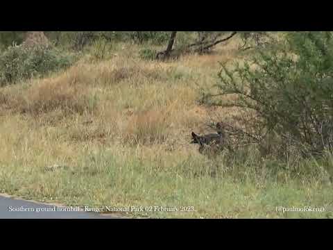 Kruger National Park 02 February 2023 - Southern ground hornbill