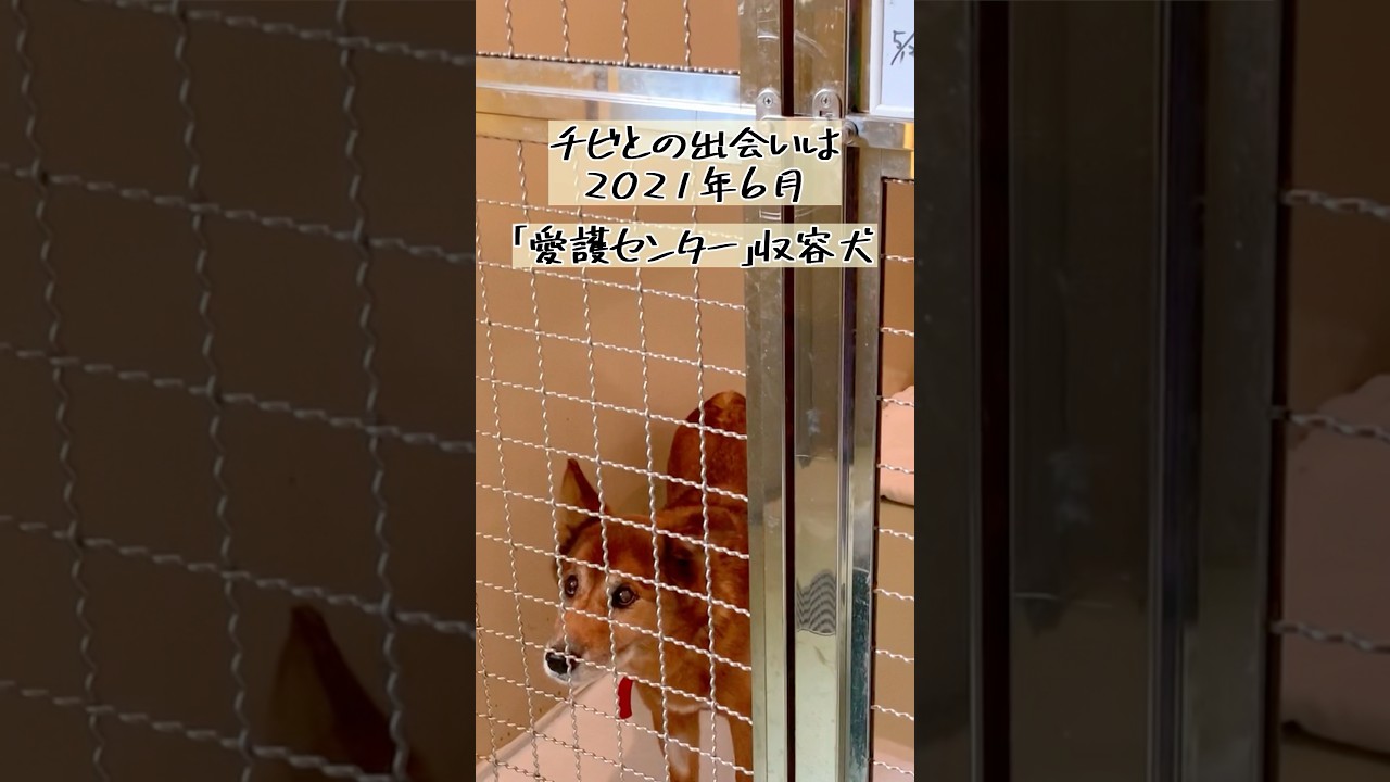 前編）愛護センター収容老犬保護に苦戦